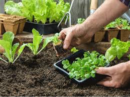 Vecinos impulsan encuentro para fortalecer huertas comunitarias en el Municipio F